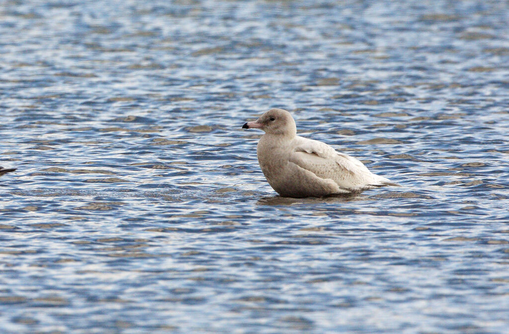 Glaucous GullFirst year