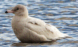 Glaucous Gull