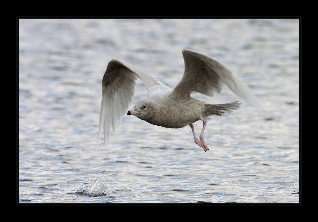 Glaucous Gulljuvenile