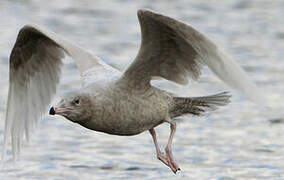 Glaucous Gull