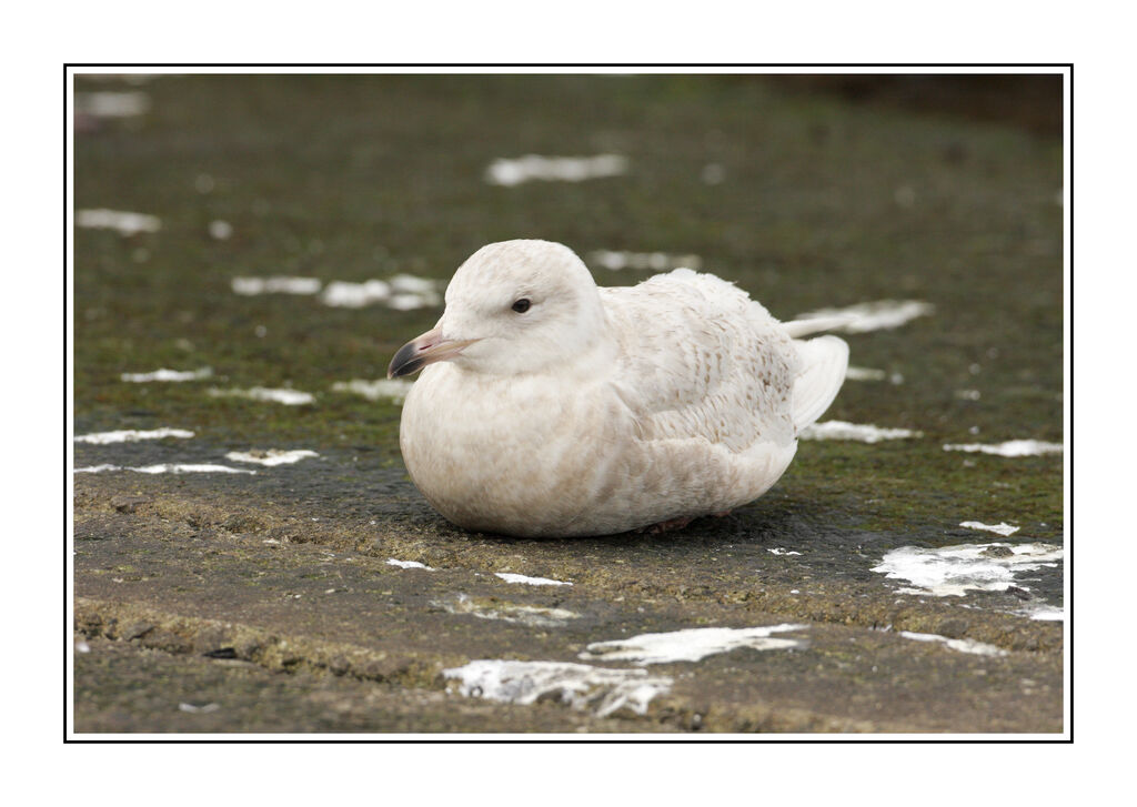 Glaucous Gulljuvenile