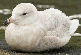 Glaucous Gull