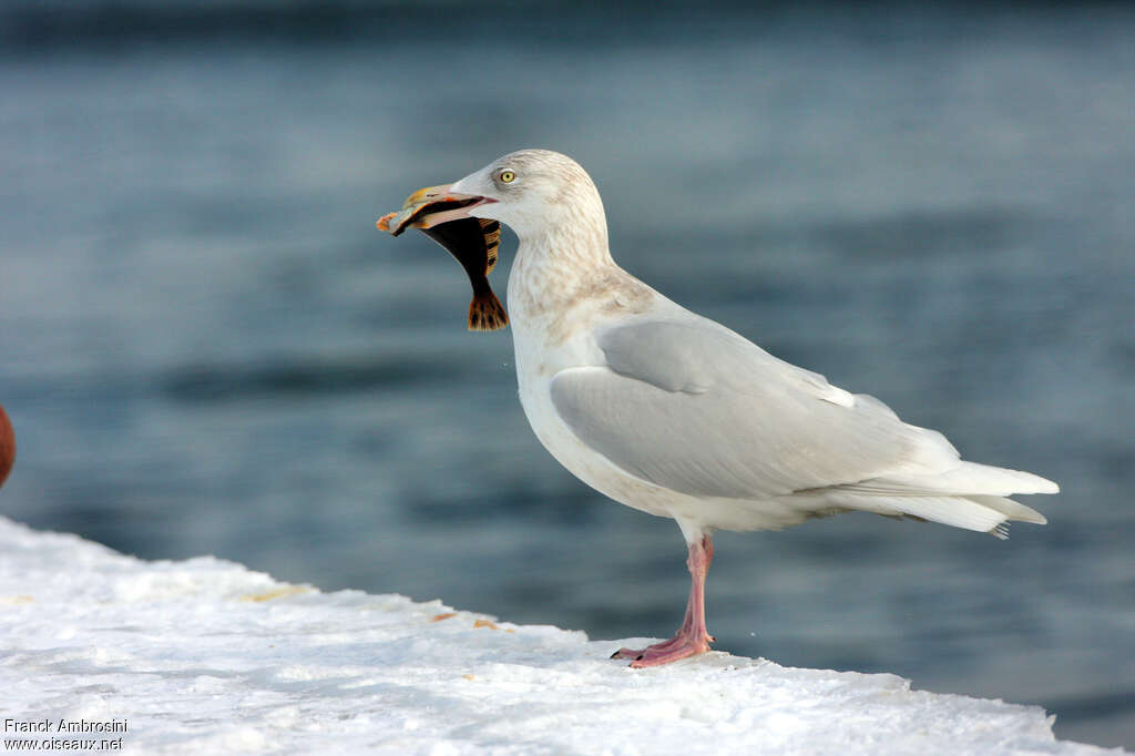 Glaucous Gulladult post breeding, feeding habits