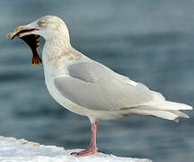 Glaucous Gull