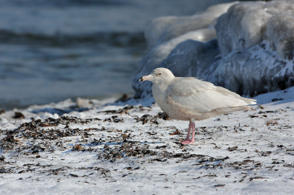 Glaucous GullFirst year