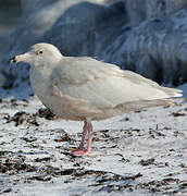 Glaucous Gull