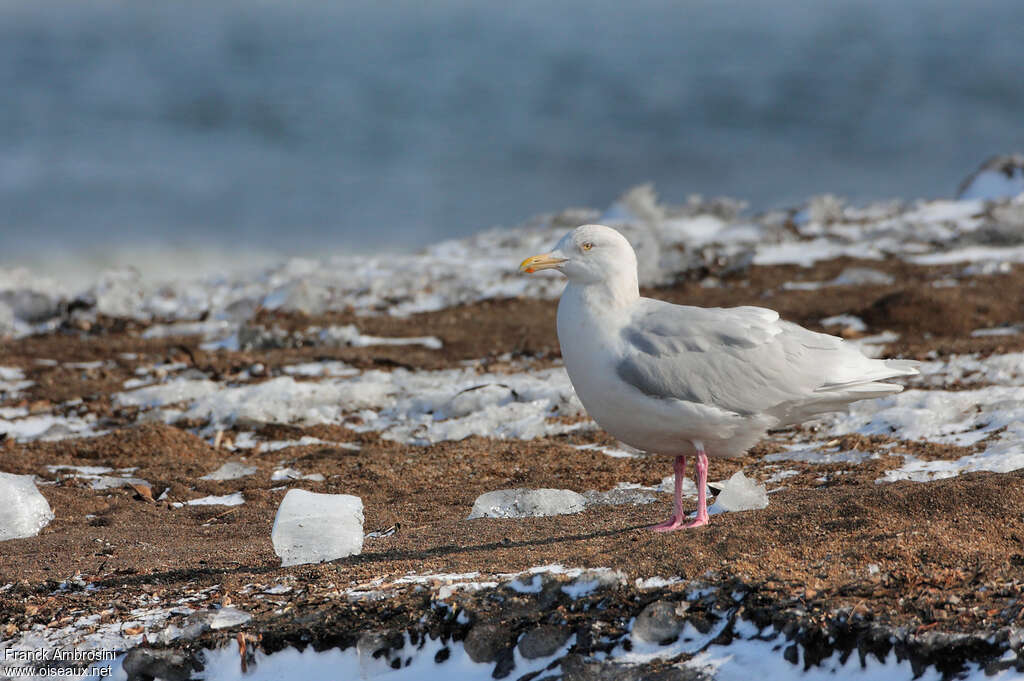 Glaucous Gulladult, habitat, camouflage, pigmentation