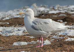 Glaucous Gull