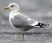 Mew Gull