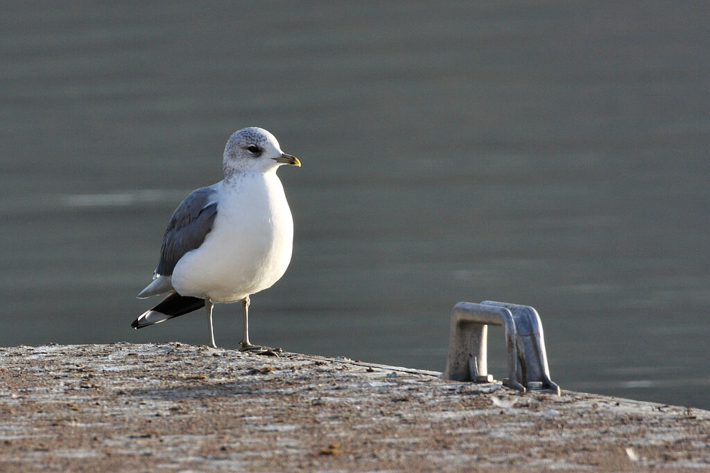 Mew Gull