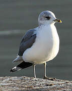 Mew Gull