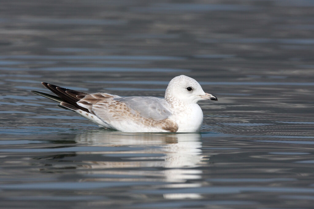 Mew Gull