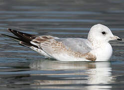 Common Gull