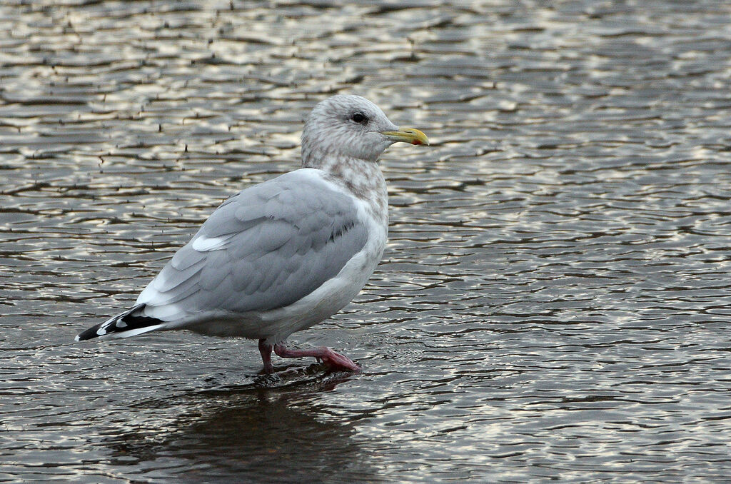 Iceland Gull (thayeri)adult post breeding