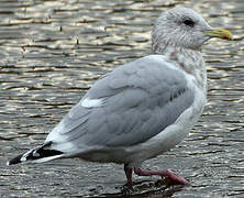 Iceland Gull (thayeri)