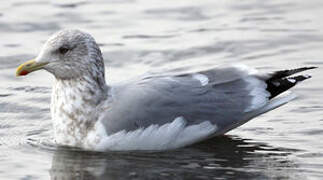Iceland Gull (thayeri)