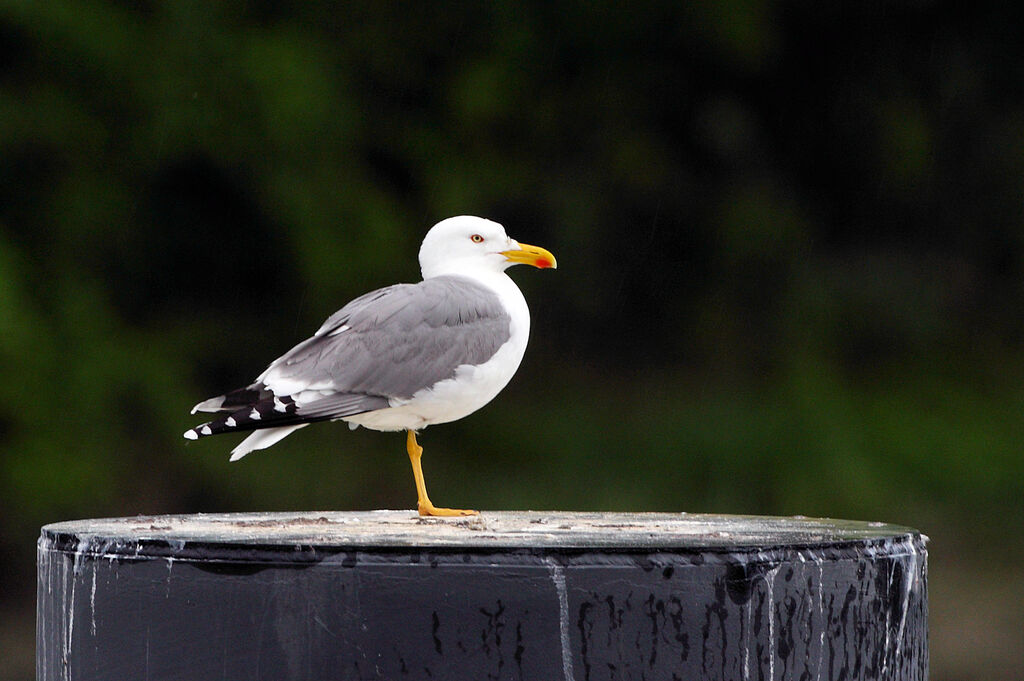 Yellow-legged Gull