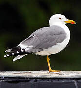 Yellow-legged Gull