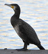 Great Cormorant