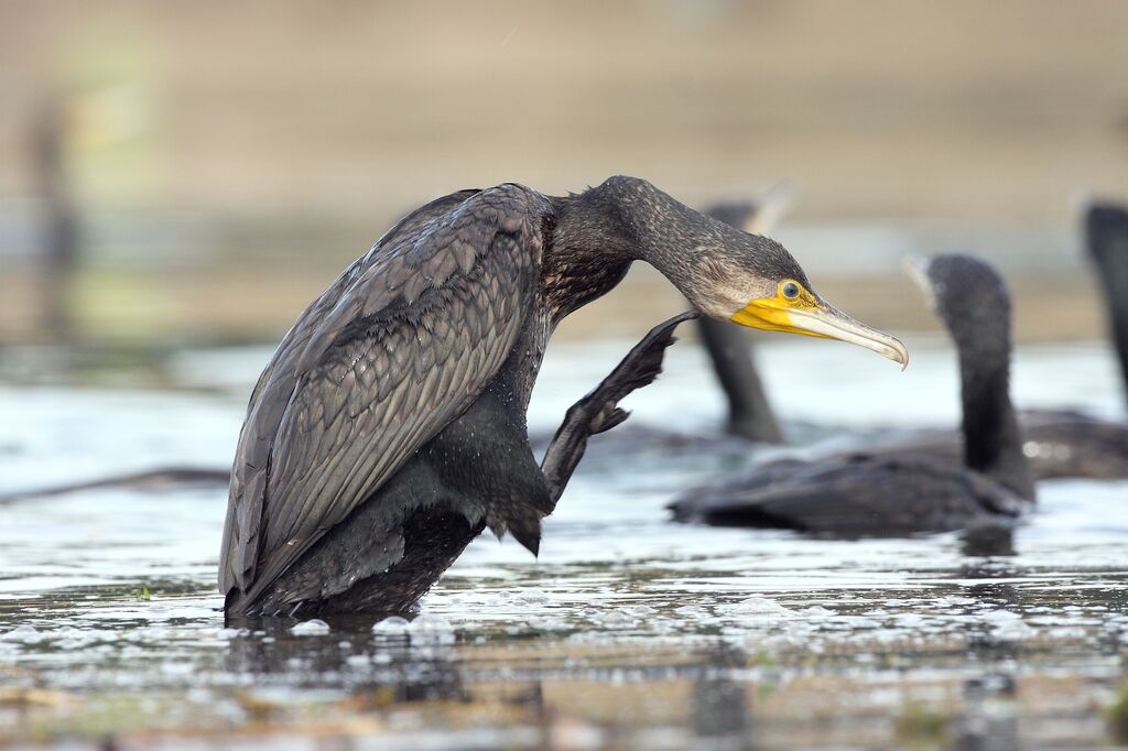 Grand Cormoran