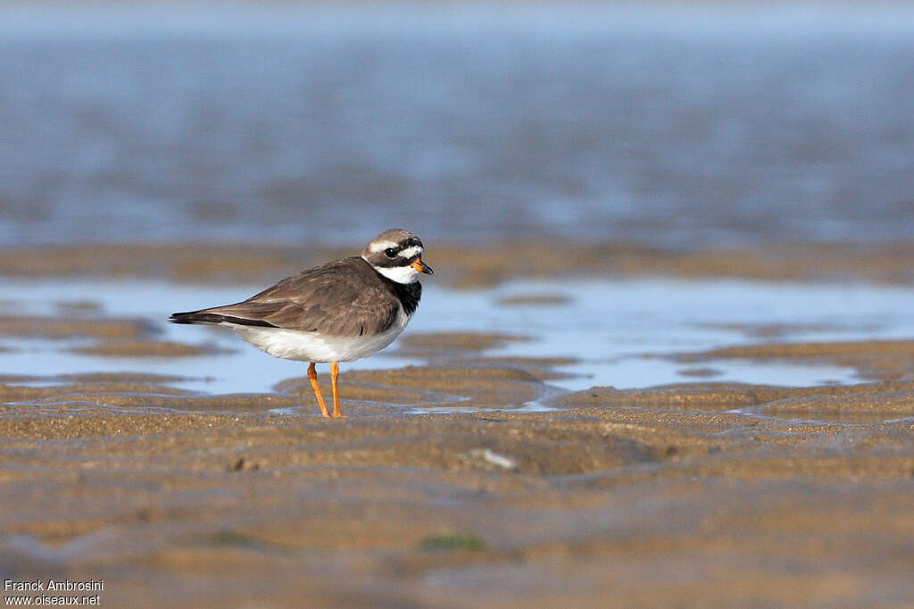 Grand Gravelot femelle adulte nuptial, habitat, pigmentation