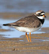 Common Ringed Plover