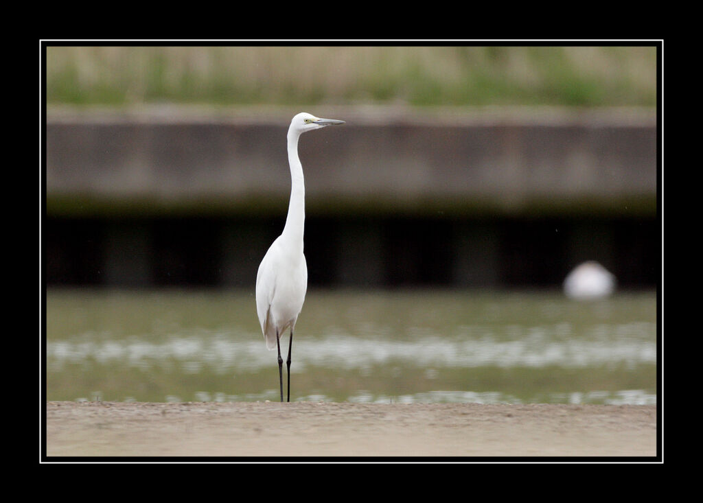 Great Egretadult