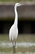 Grande Aigrette