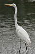 Grande Aigrette