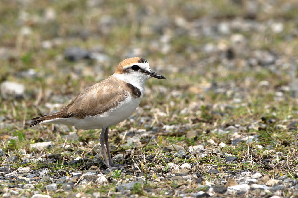 Kentish Plover