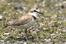 Kentish Plover