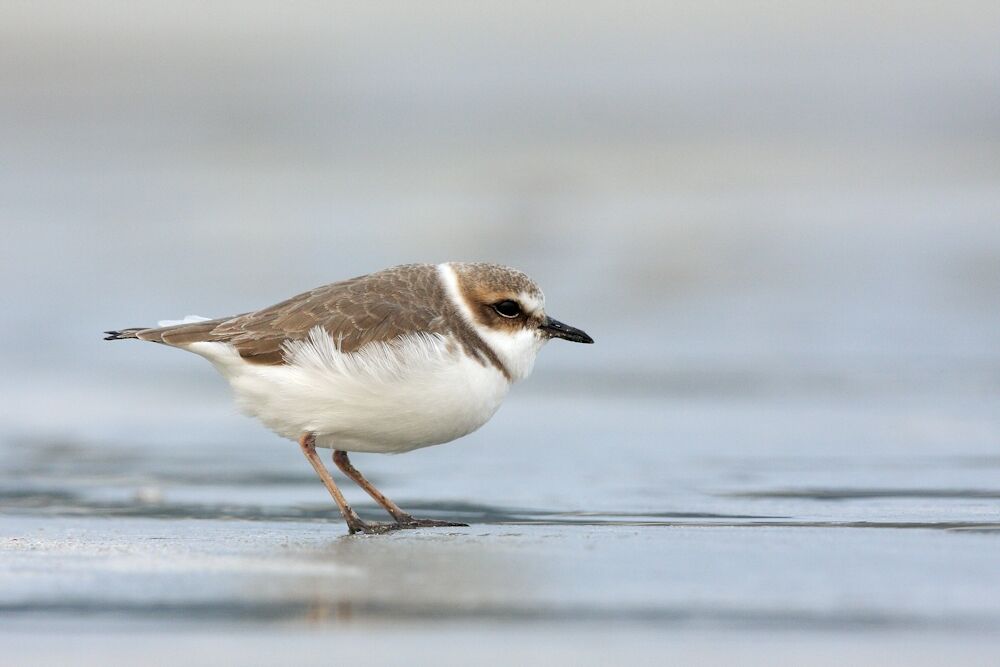 Kentish Plover