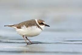 Kentish Plover