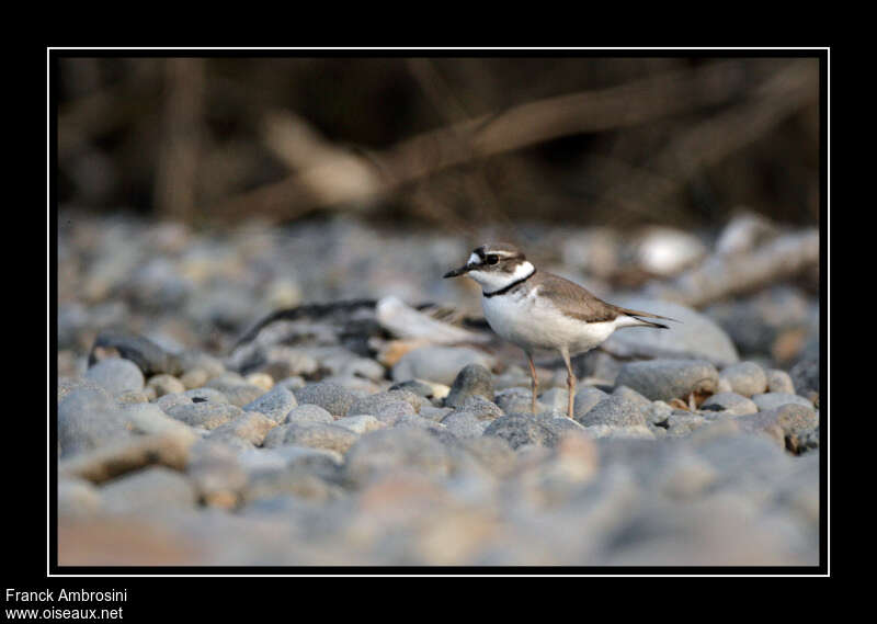 Gravelot à long becadulte nuptial, identification