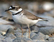 Long-billed Plover