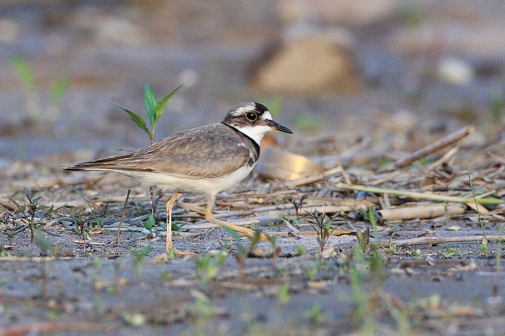 Long-billed Plover