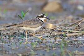 Long-billed Plover