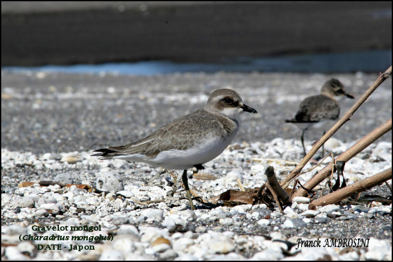 Lesser Sand Plover