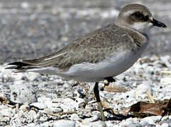 Siberian Sand Plover