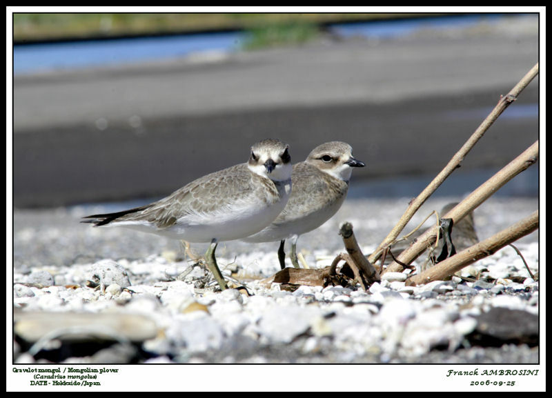 Siberian Sand Plover