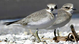 Lesser Sand Plover