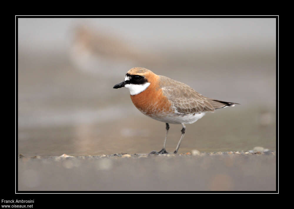 Siberian Sand Plover male adult breeding, close-up portrait