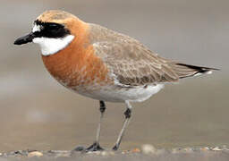 Lesser Sand Plover