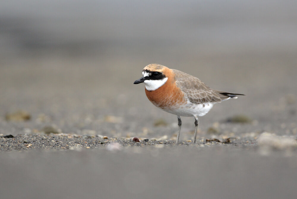 Lesser Sand Ploveradult breeding