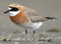 Lesser Sand Plover