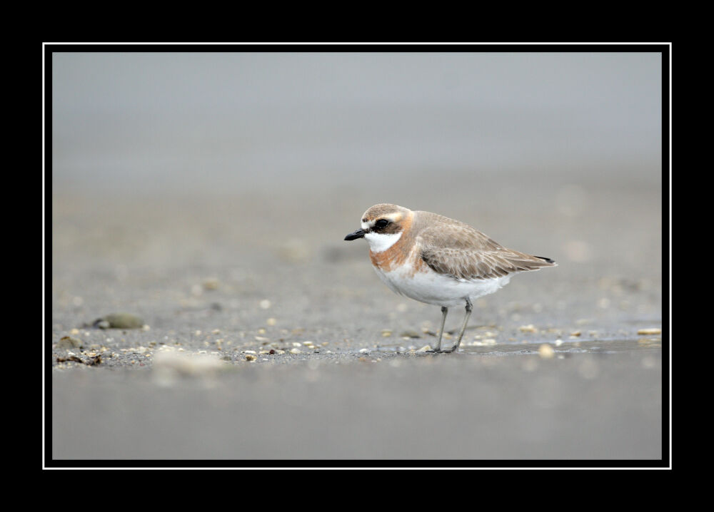 Lesser Sand Ploveradult