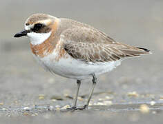 Siberian Sand Plover