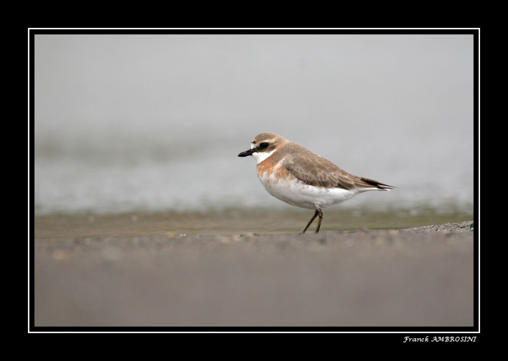 Lesser Sand Ploveradult