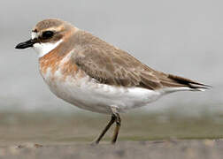 Siberian Sand Plover