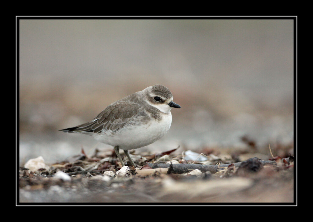 Siberian Sand Plover